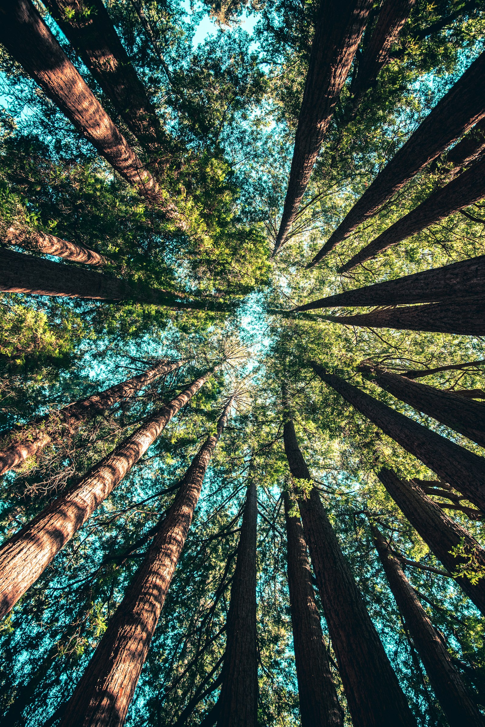 Forêt apaisante
